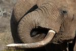 Ol Donyo/IMG_0100